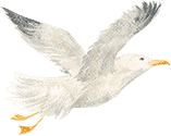 elementor off canvas bird right 1